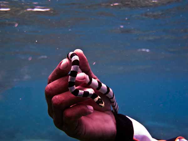 serpientes marinas en Bali