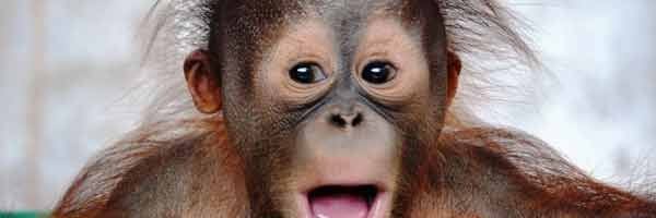 Los Orangutanes de Borneo